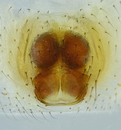 Réf. 219 943 : Episinus maculipes